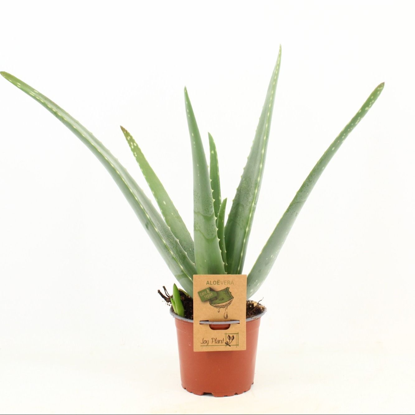 Aloe Vera P12, D 12