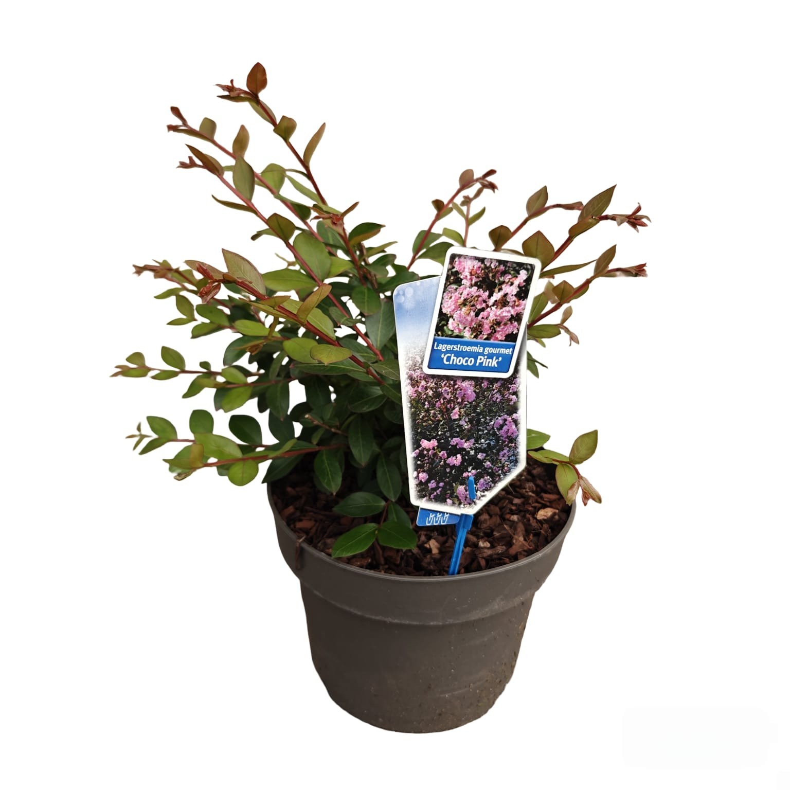 Lagerstroemia (h) Choco Pink ('Lagvap'PBR), D 23 cm