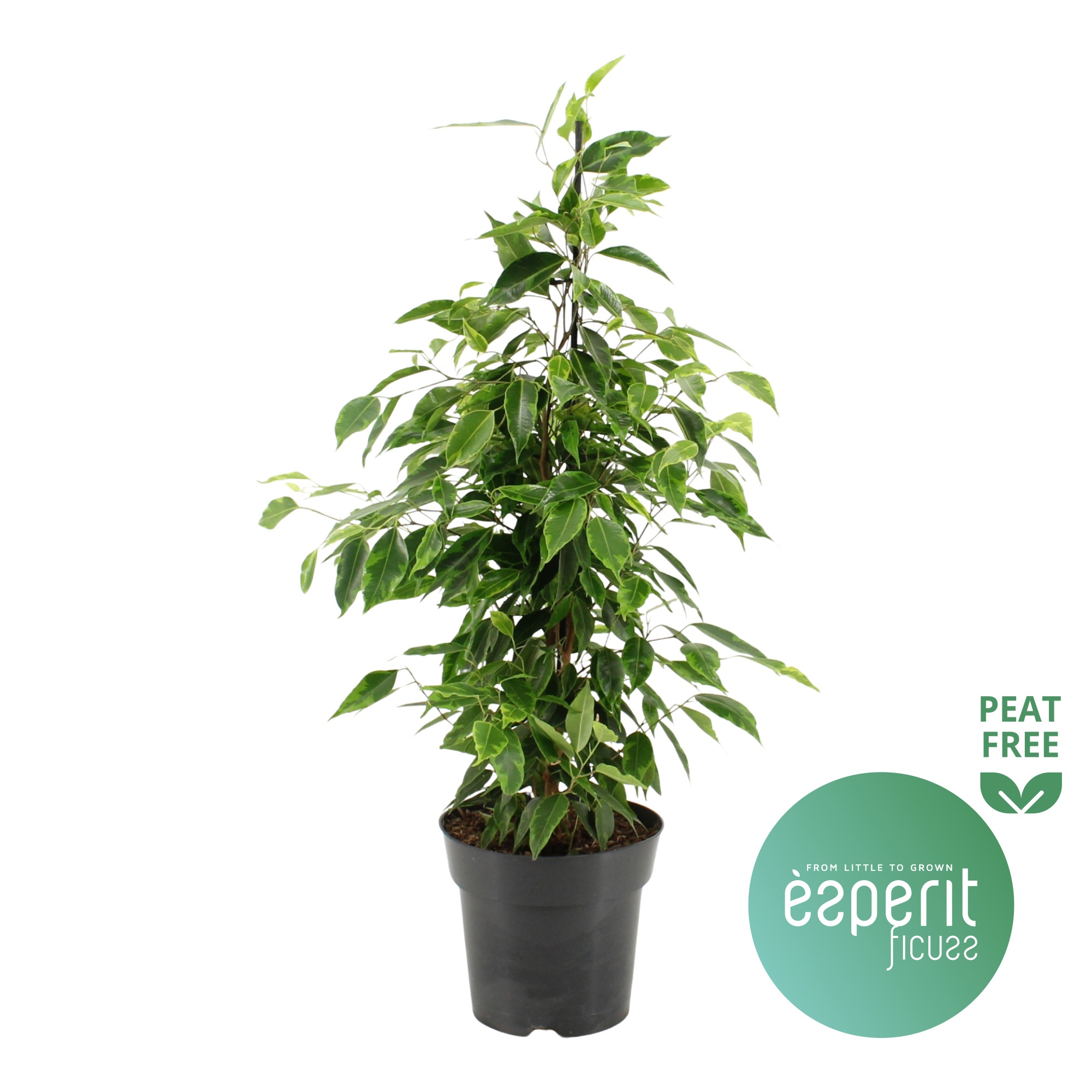 Ficus benjamina Anastasia®, D 17