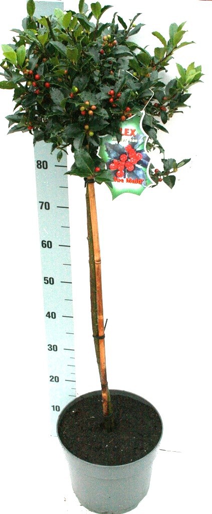 Ilex mes. 'Blue Maid' BES, D 26 cm