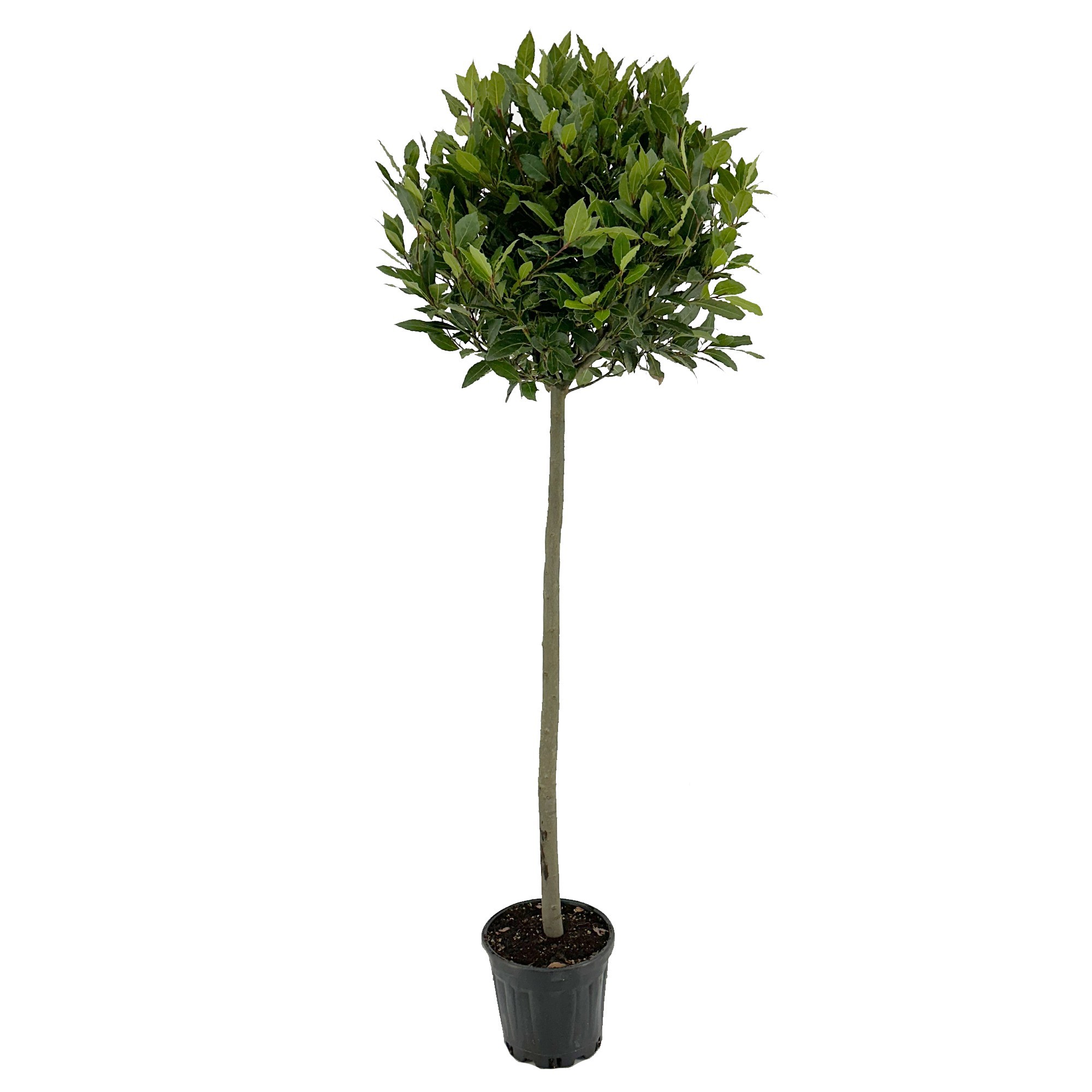 Laurus nobilis Bol op stam, D 25