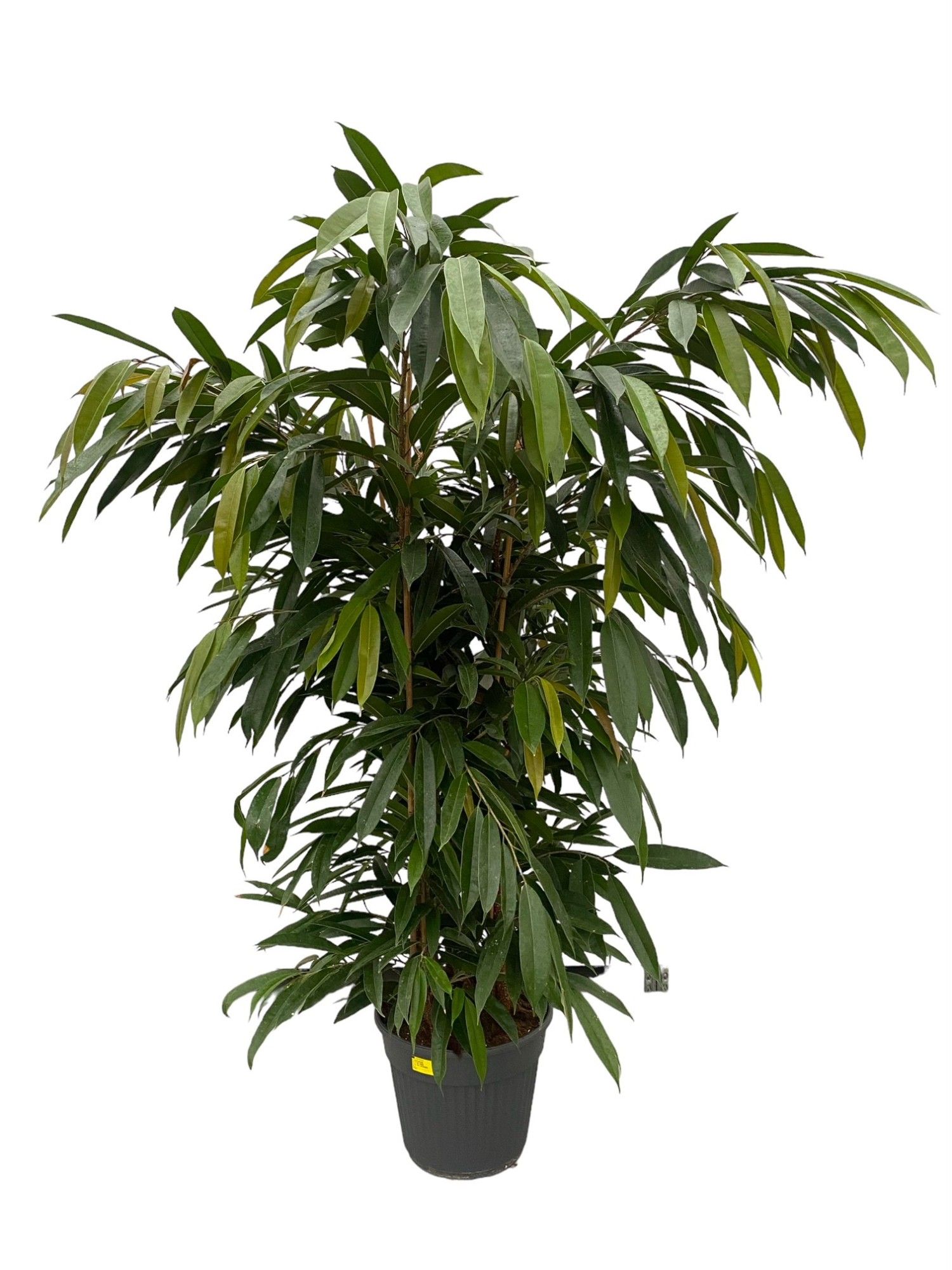 Ficus Amstel King P35, D 35