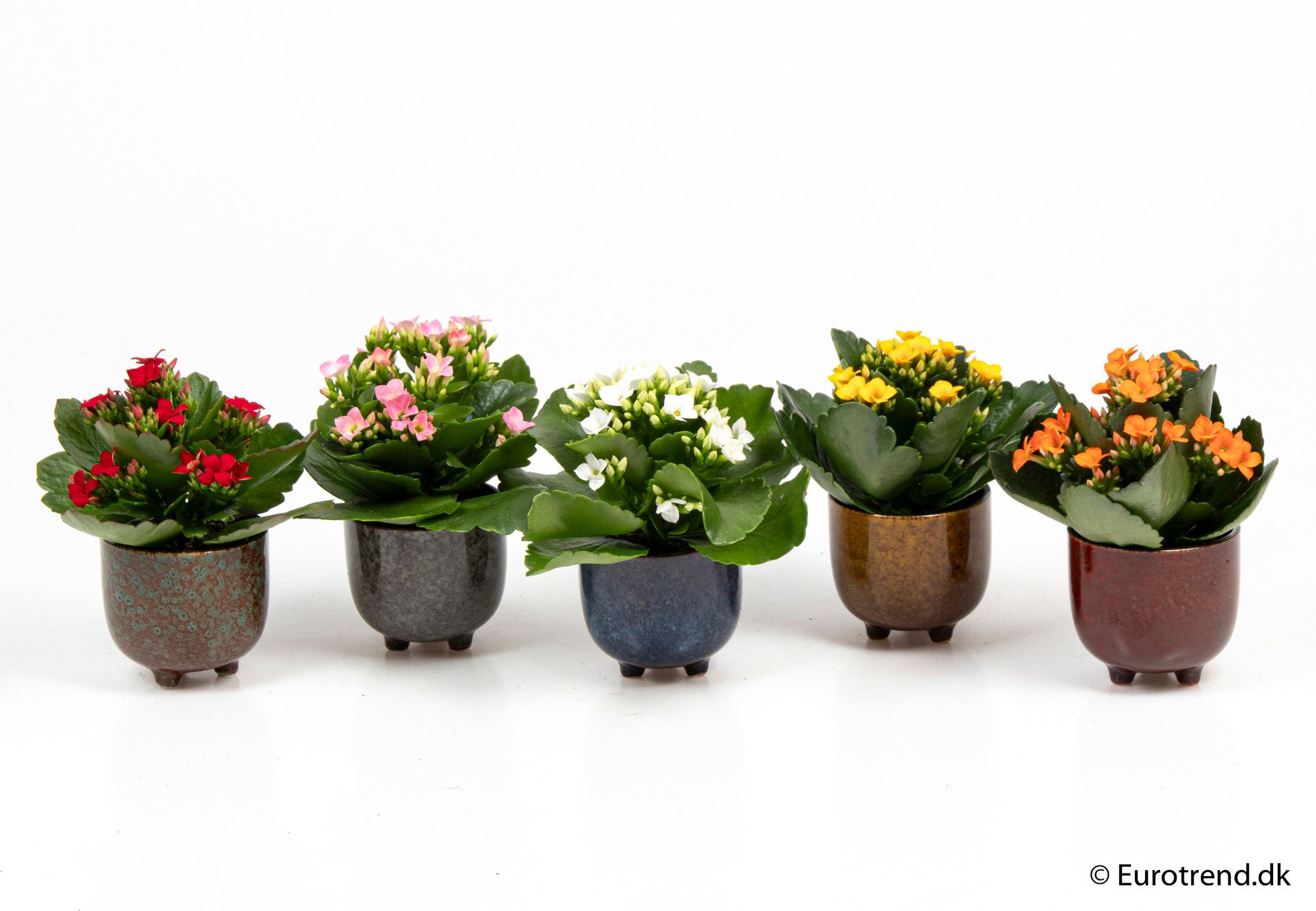 Kalanchoe in ceramic - New Look 2025, D 6