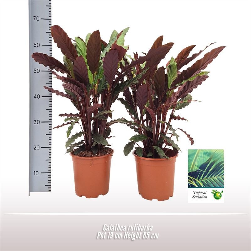 Calathea rufibarba, D 19