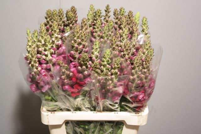 Антирринум Потомак Кримсон, шт.