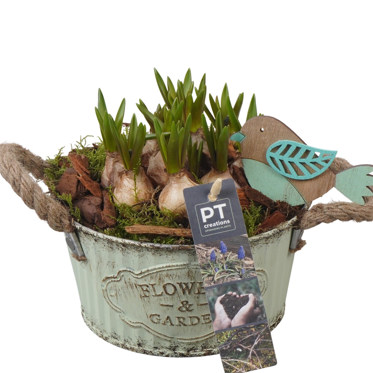 PTMB6167 Arrangement Muscari Blue in zink schaal, D 16