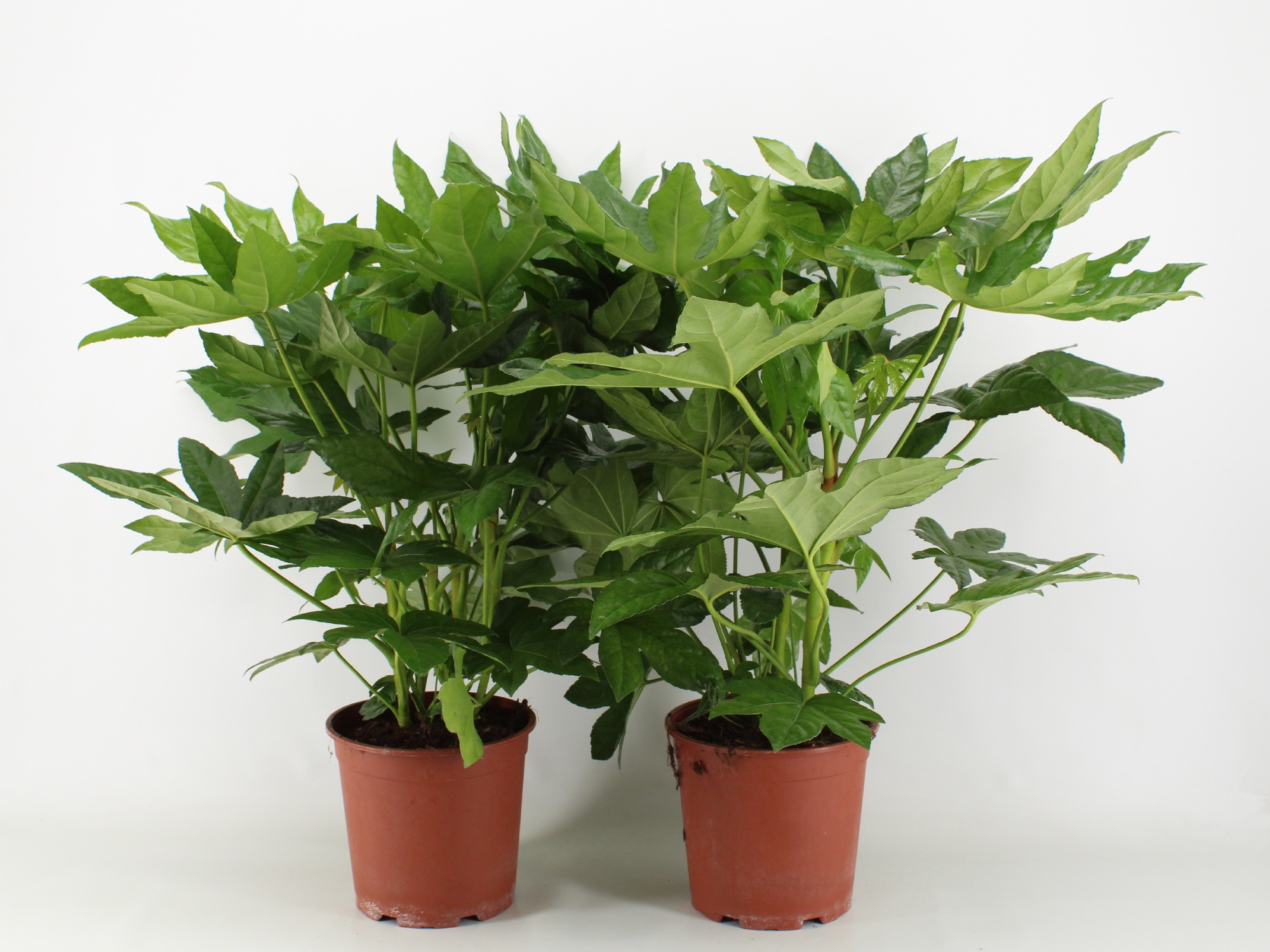 Fatsia P21, D 21