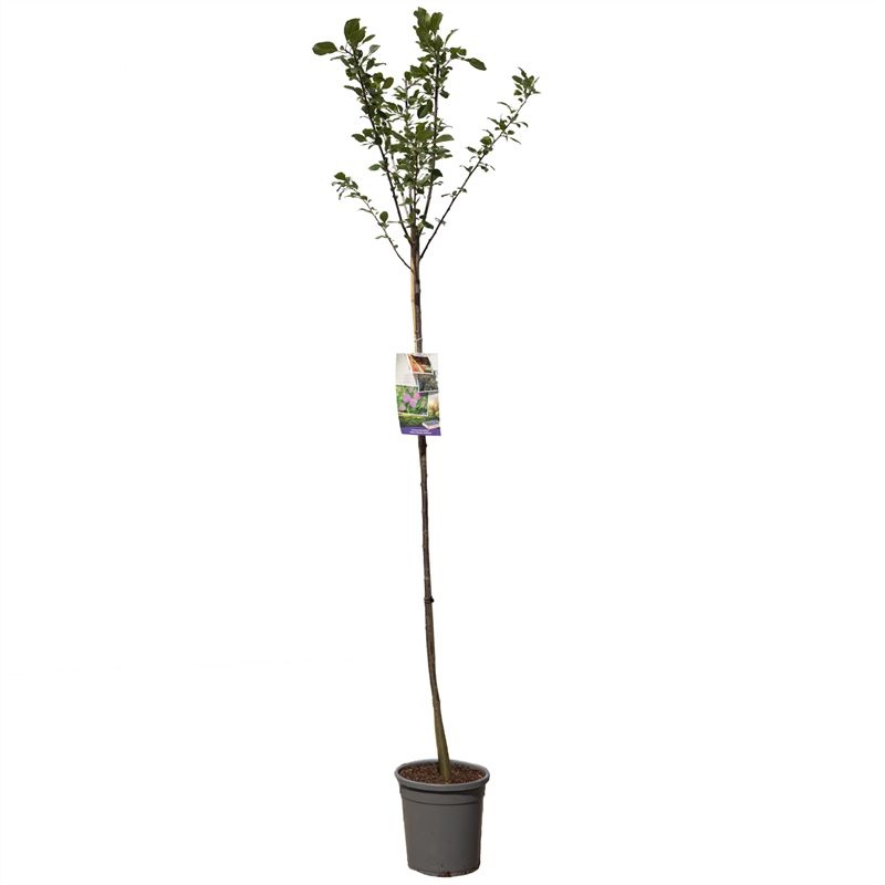 Prunus dom. R-Cl. d'Althan hoogstam Rood-paarse pruim, D 31