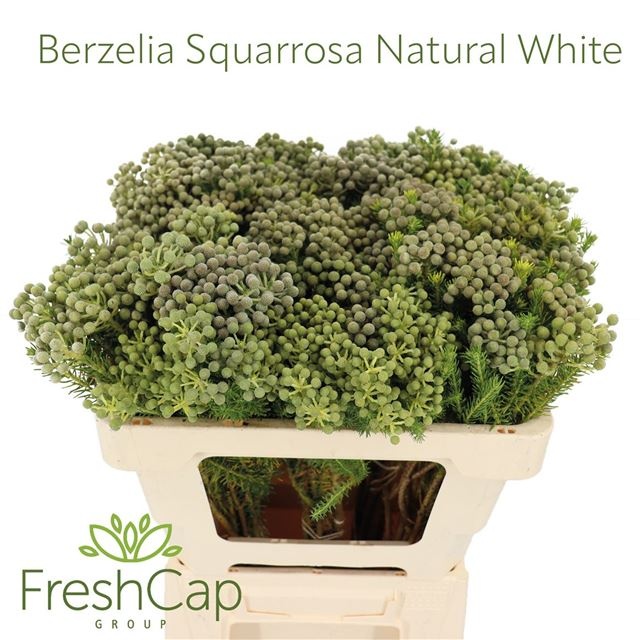 Берзелия Скуарроса 50, шт.