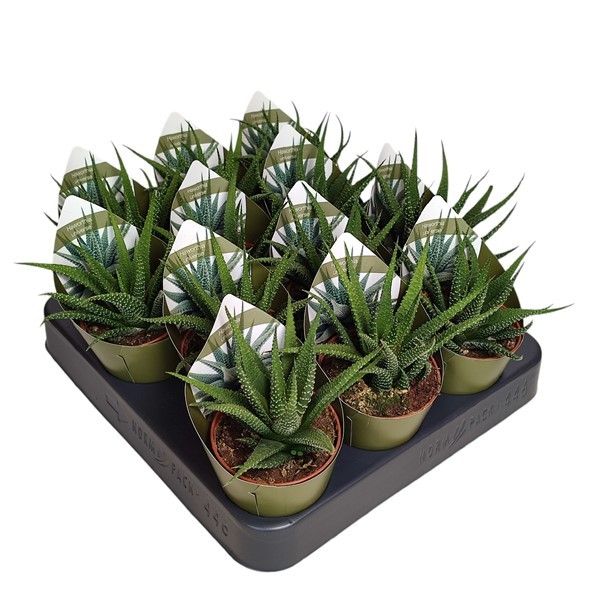 HAWORTHIA UNIVERSE - POT Ø 6,5 (SUCCULENTEN), D 6,5