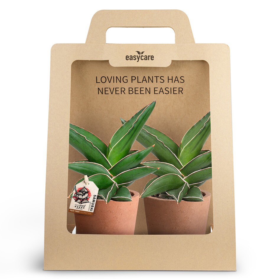 SANSEVIERIA EHRENBERGII 30990015 2-Pack Raw Terracotta, D 10 cm