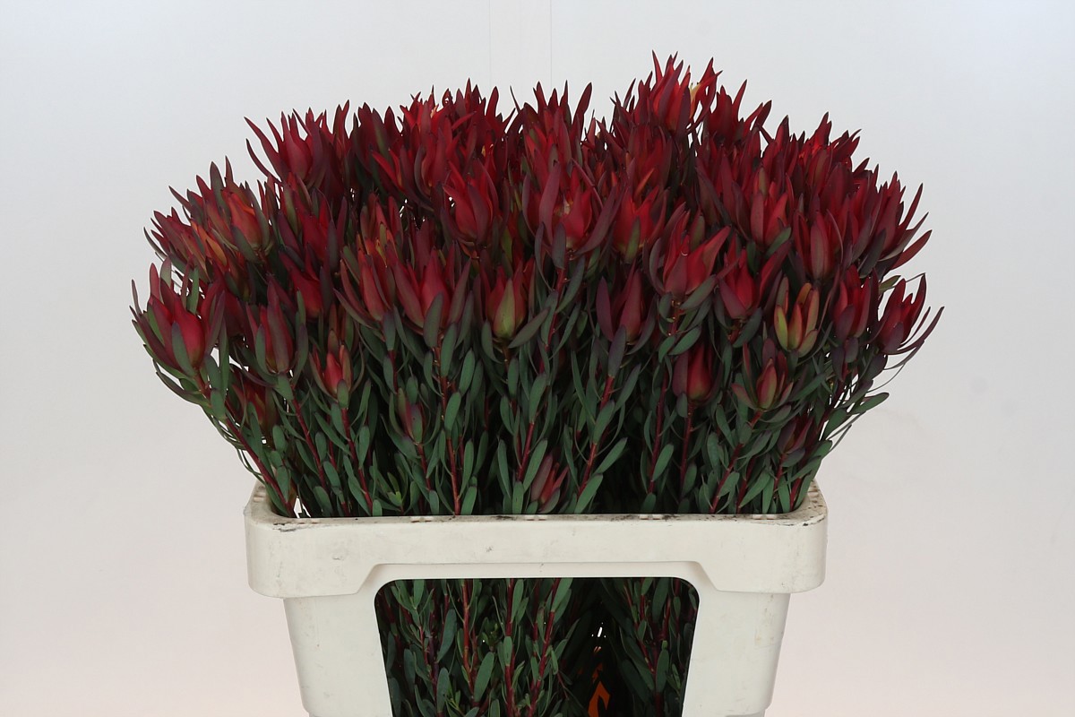 Леукадендрон Блаш 60 (красно-зел.), шт.