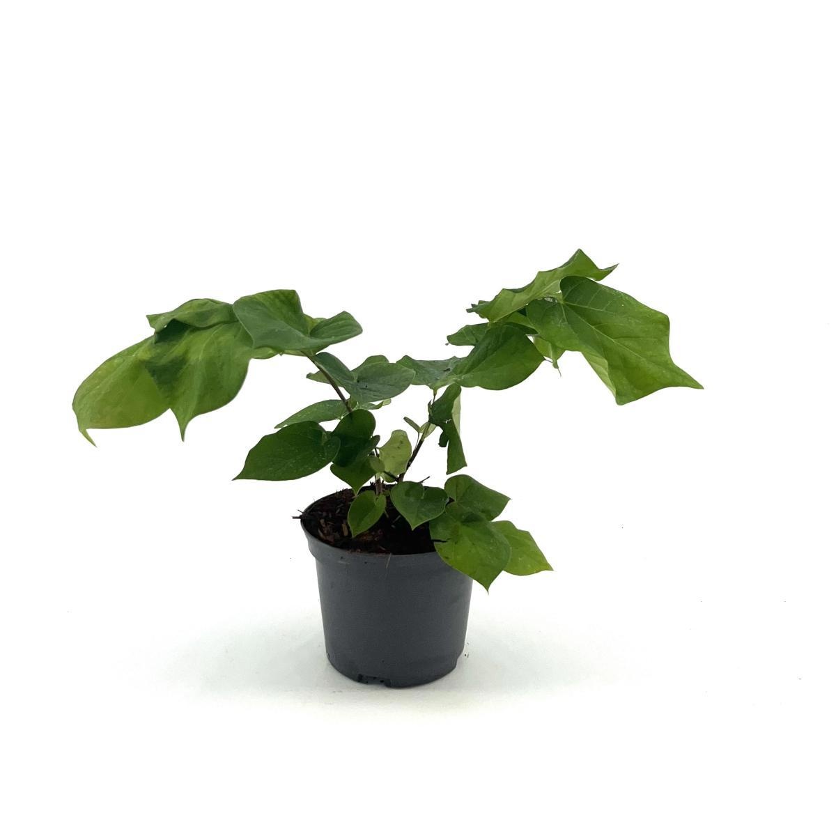 Cercis chinensis 'Avondale', D 17