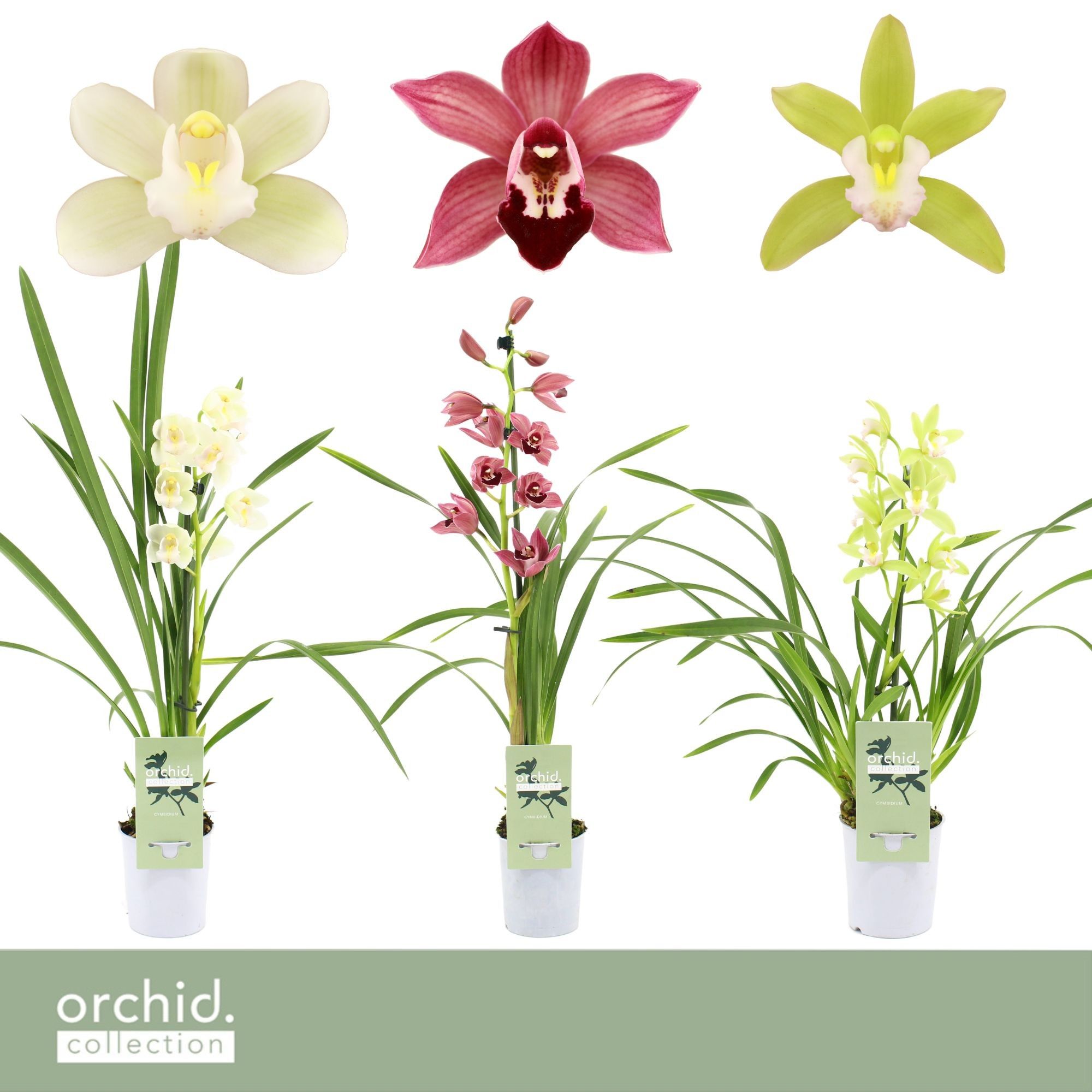 Cymbidium, Mix 1-spike 'Orchid Collection' P9, D 9