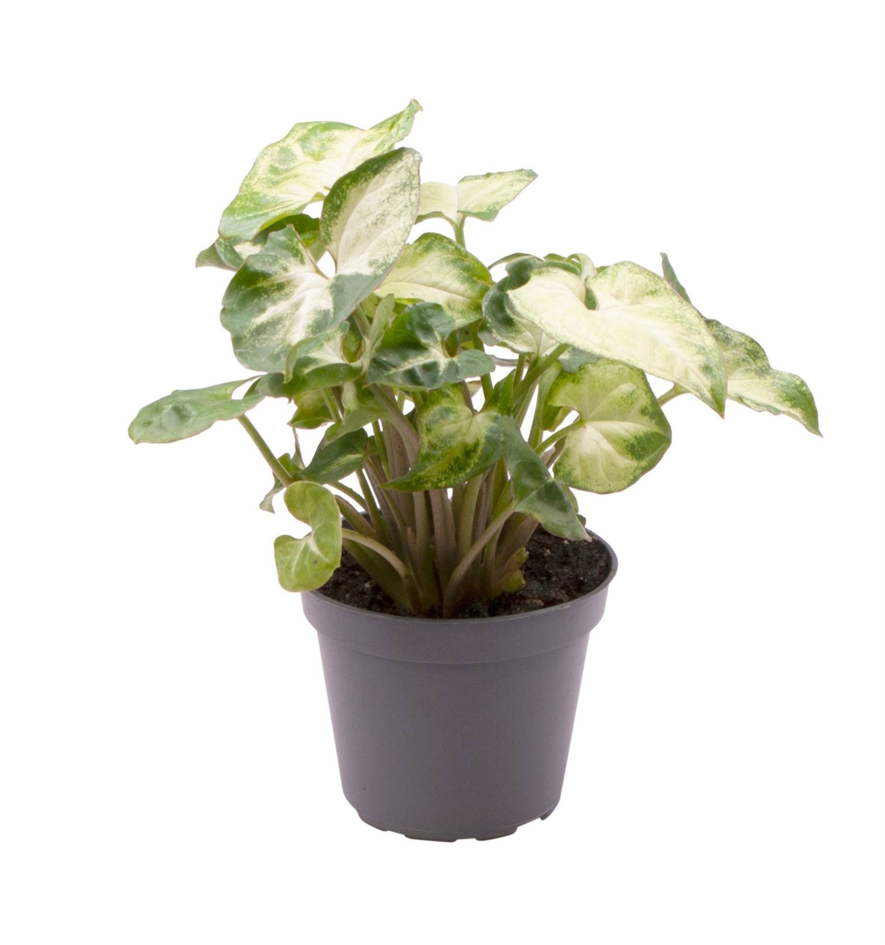 Syngonium Pixie, D 6