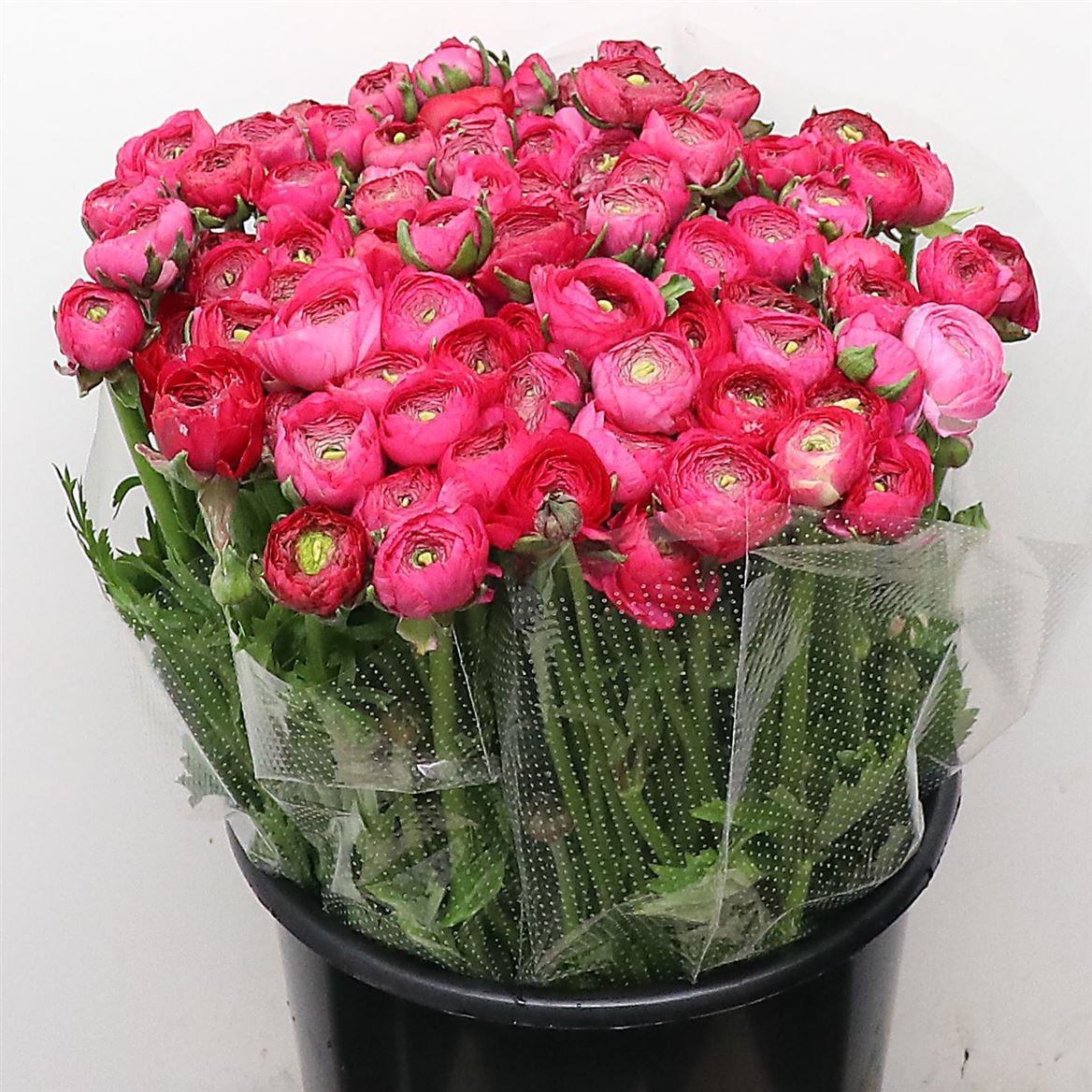 Ранункулус Элеганс Хот Пинк 45, шт.
