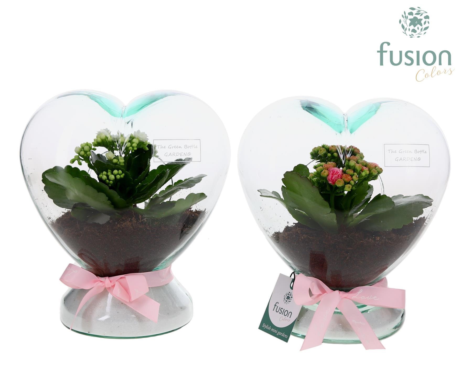 Green Bottle Glazen Hart helder met Kalanchoe, D 20