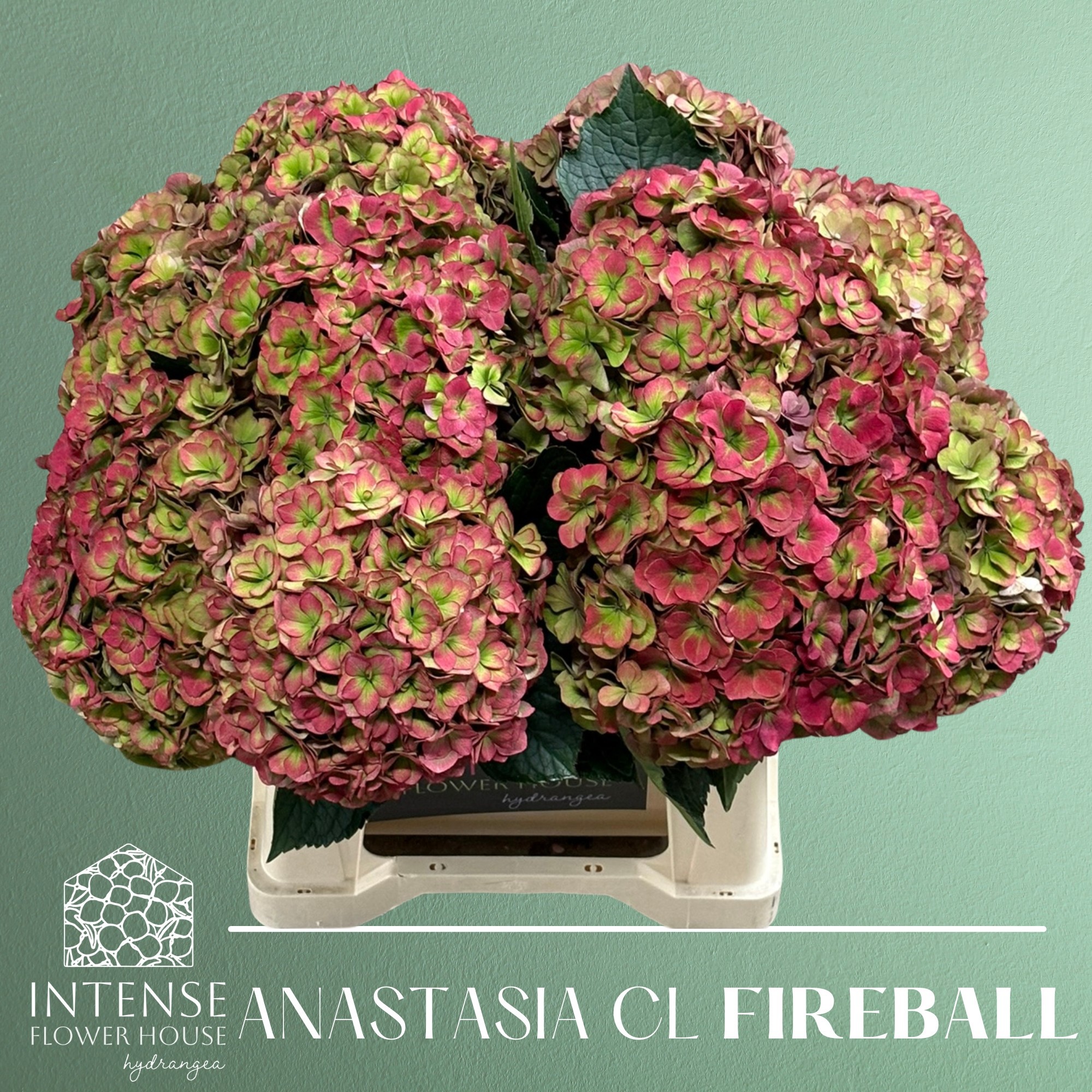 Гортензия Роял Анастасия Классик 40, шт.