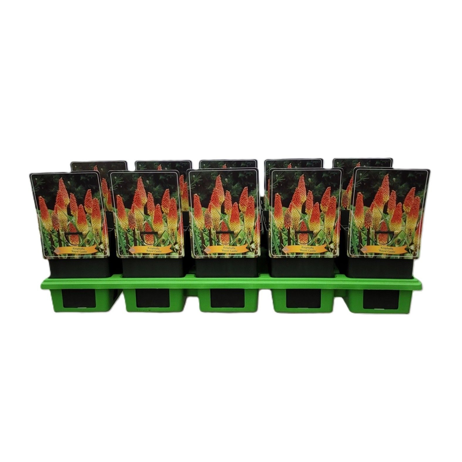Kniphofia 'Royal Castle' P11, D 11 cm