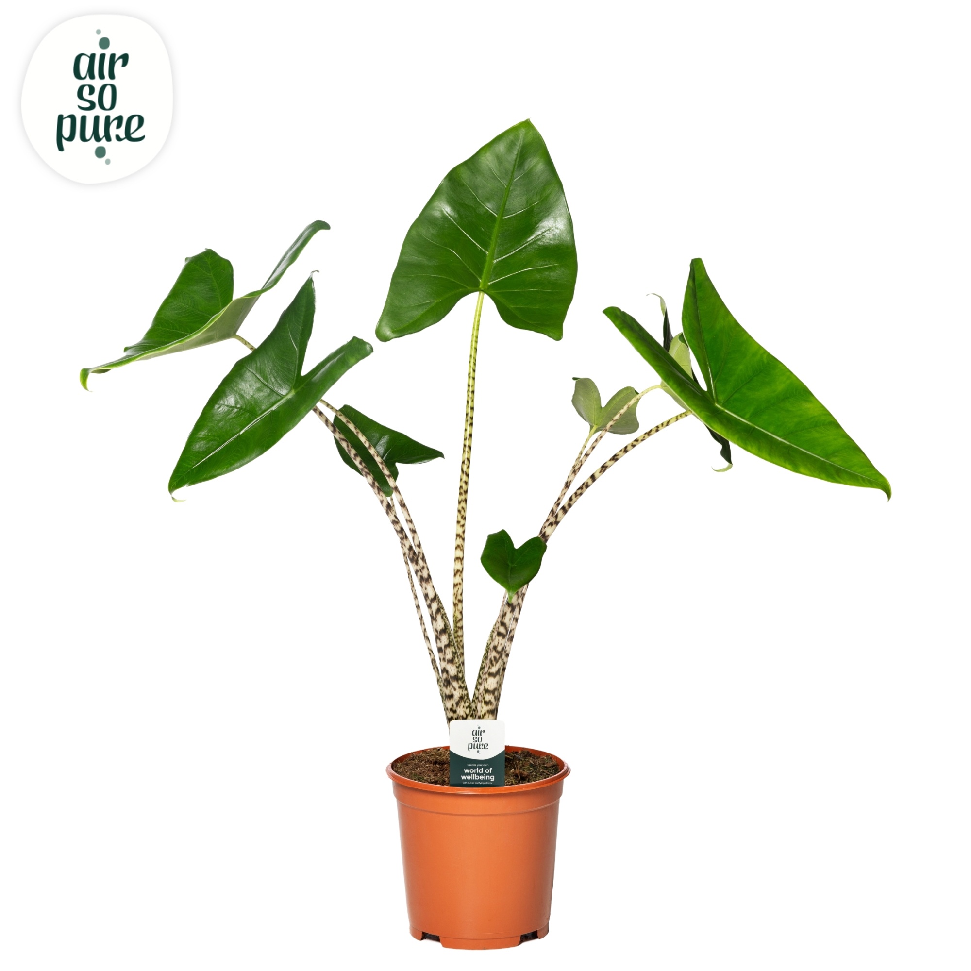 Alocasia Zebrina p21 (Air so Pure), D 21