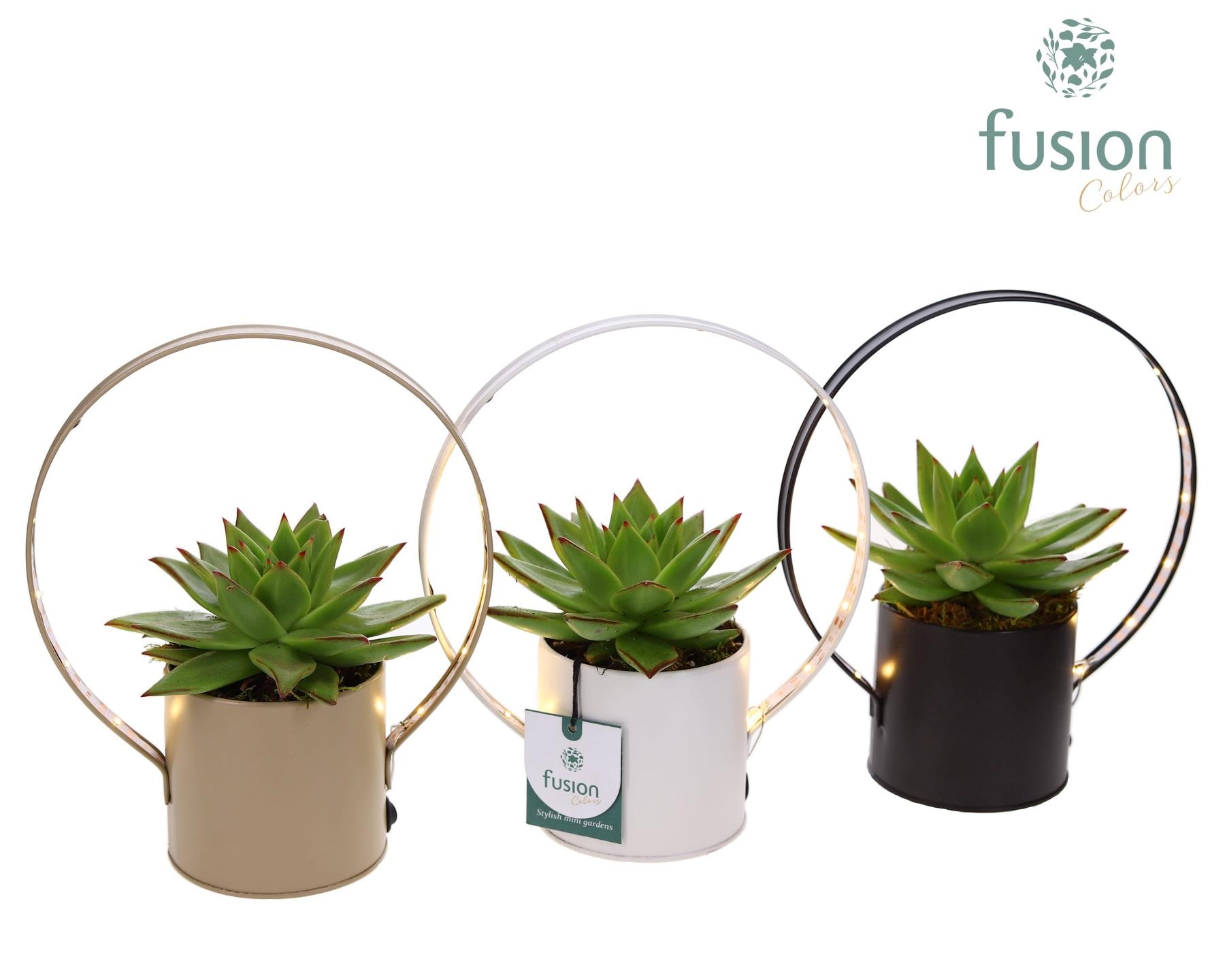 LED planter zink pot met Echeveria, D 20