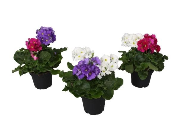 Primula 'Touch Me' Duo Carnaval, D 14