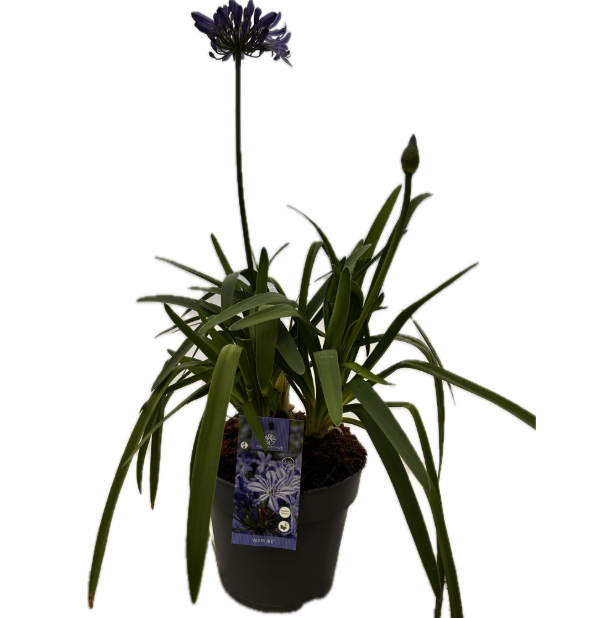 Agapanthus 'Marijke' P22 EVERGREEN, D 22