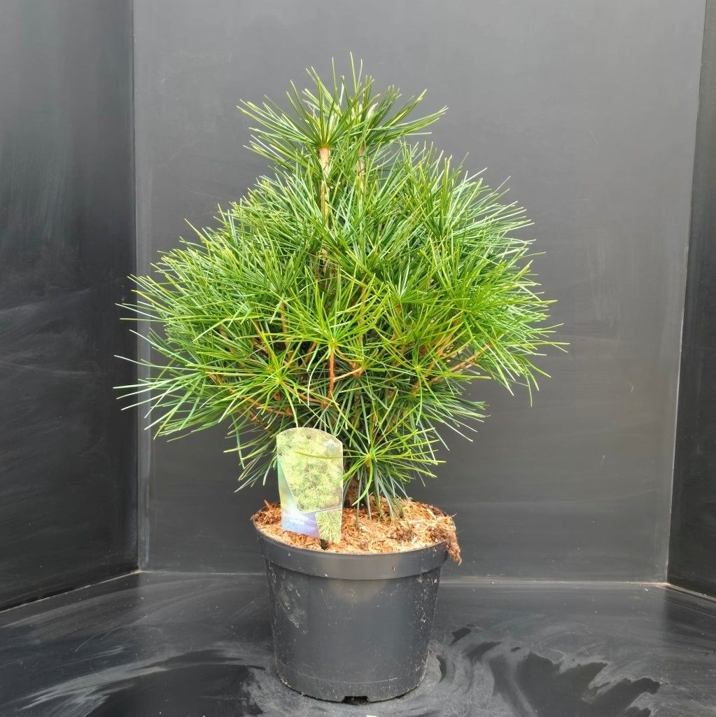 Sciadopitys verticillata, D 29
