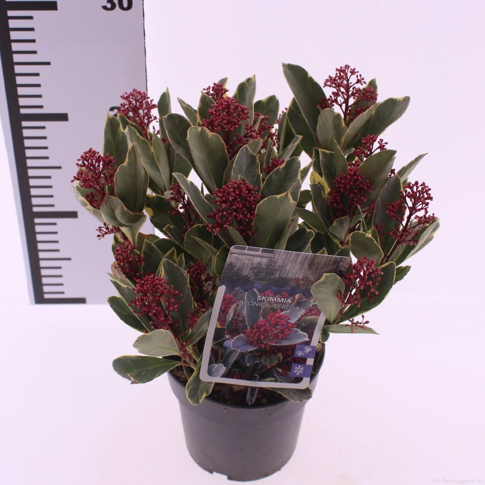 Skimmia japonica 'Perosa' PBR, D 13 cm