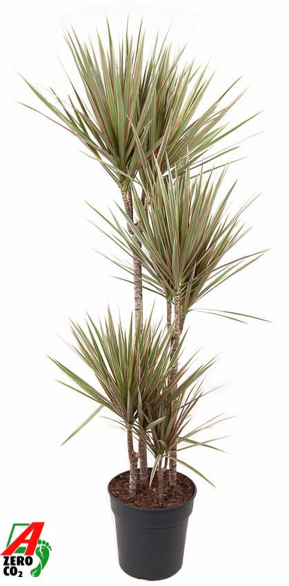 Dracaena Bicolor 90-60-30-15, D 27