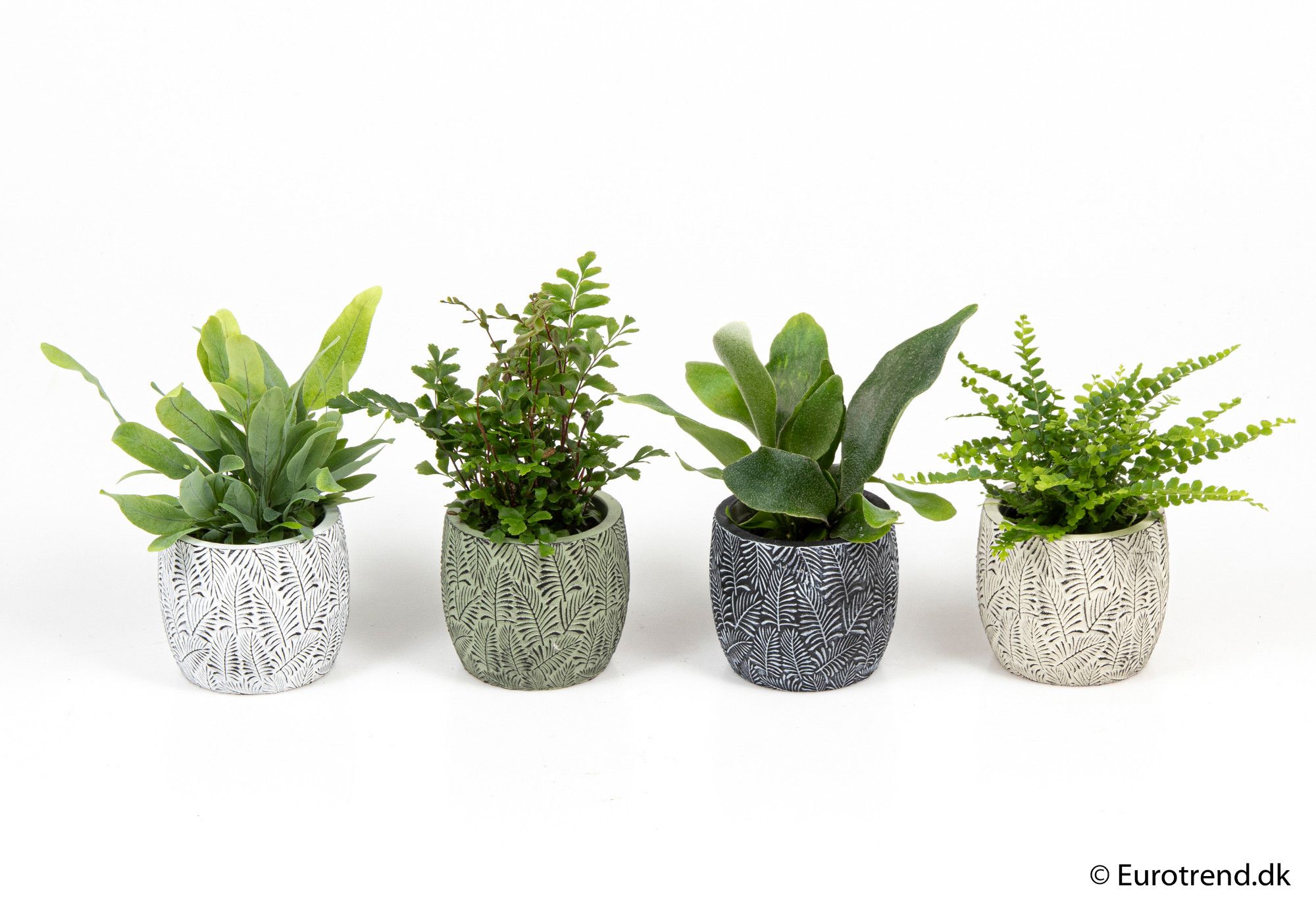 Nephrolepis mix in ceramic - New Look 2025, D 6