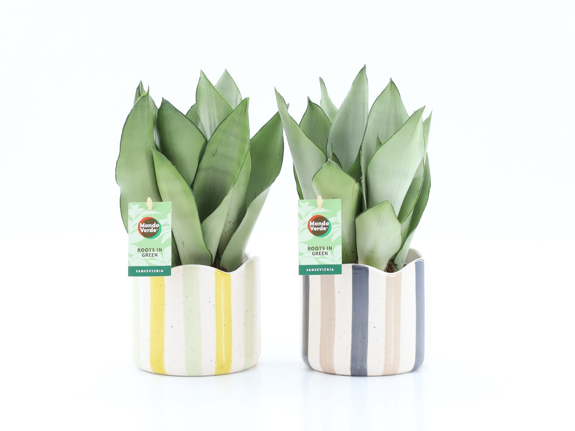 Sansevieria Moonshine in Nouveau keramiek, D 13
