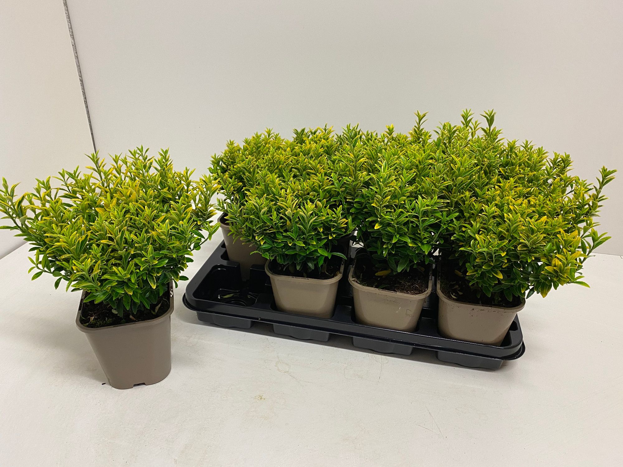 Euonymus mic. Aureovar P1,4, D 14