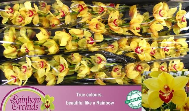 Цимбидиум Райсенхаут x6 80, шт.