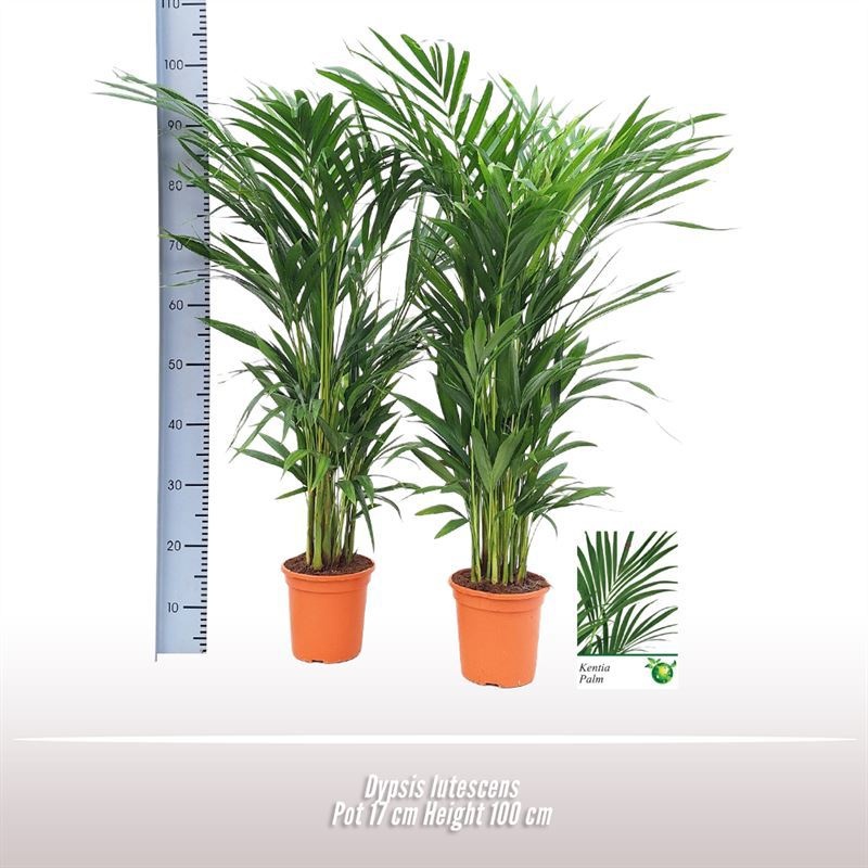 Dypsis lutescens, D 17