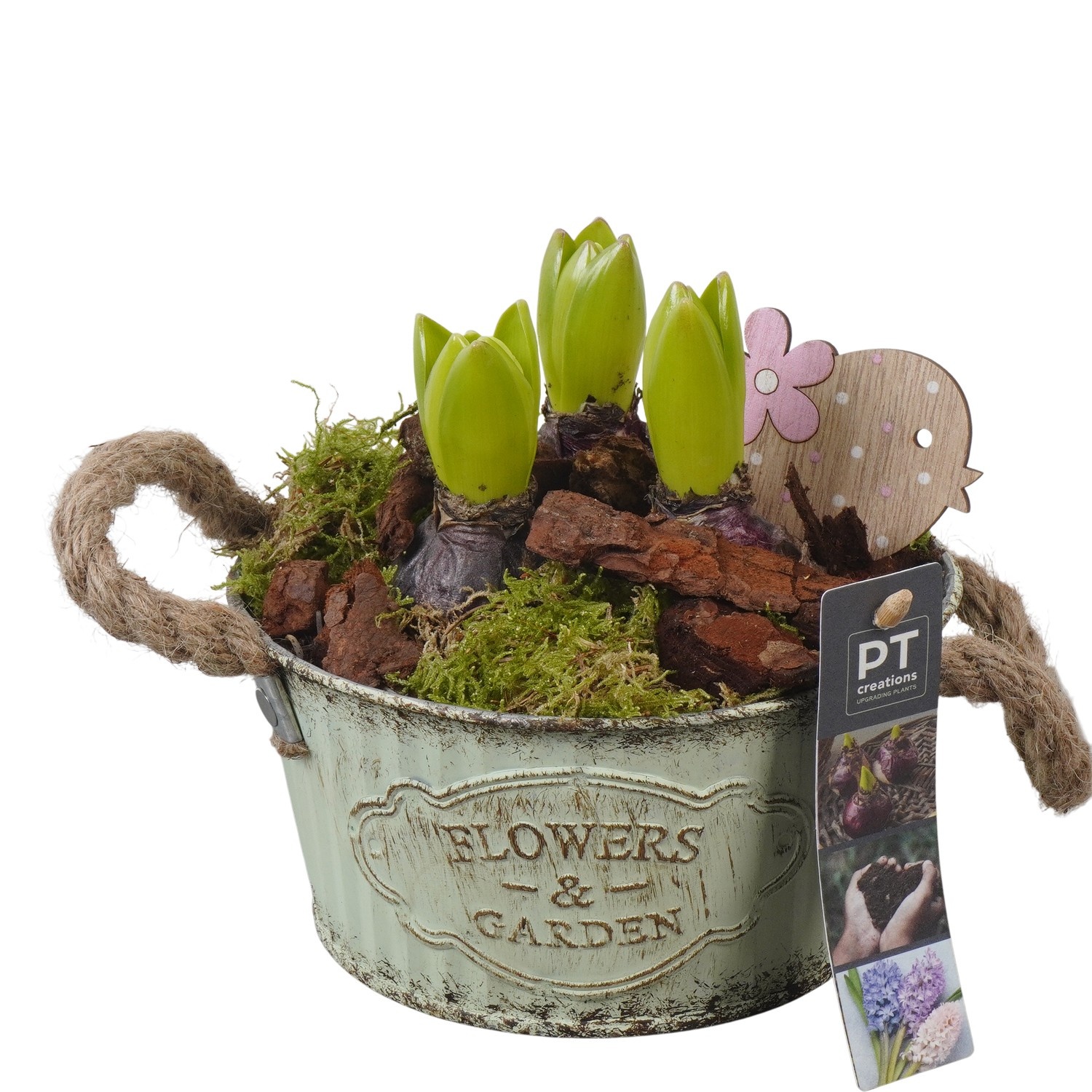 PTHC9144 Arrangement Hyacints in zink pot, D 16