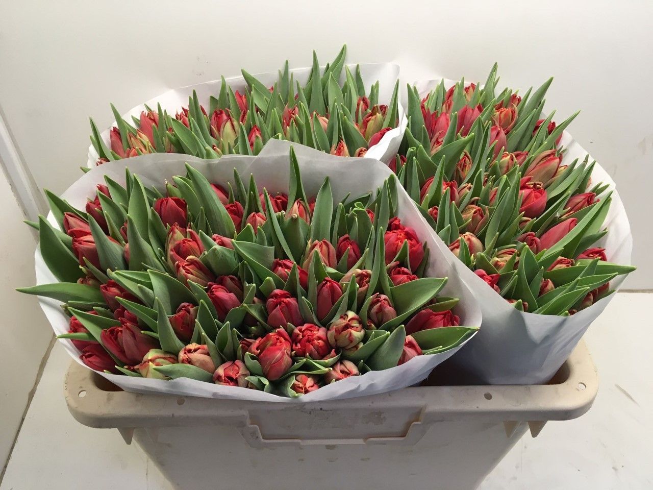 Тюльпан дв. Абба (красн.), шт.