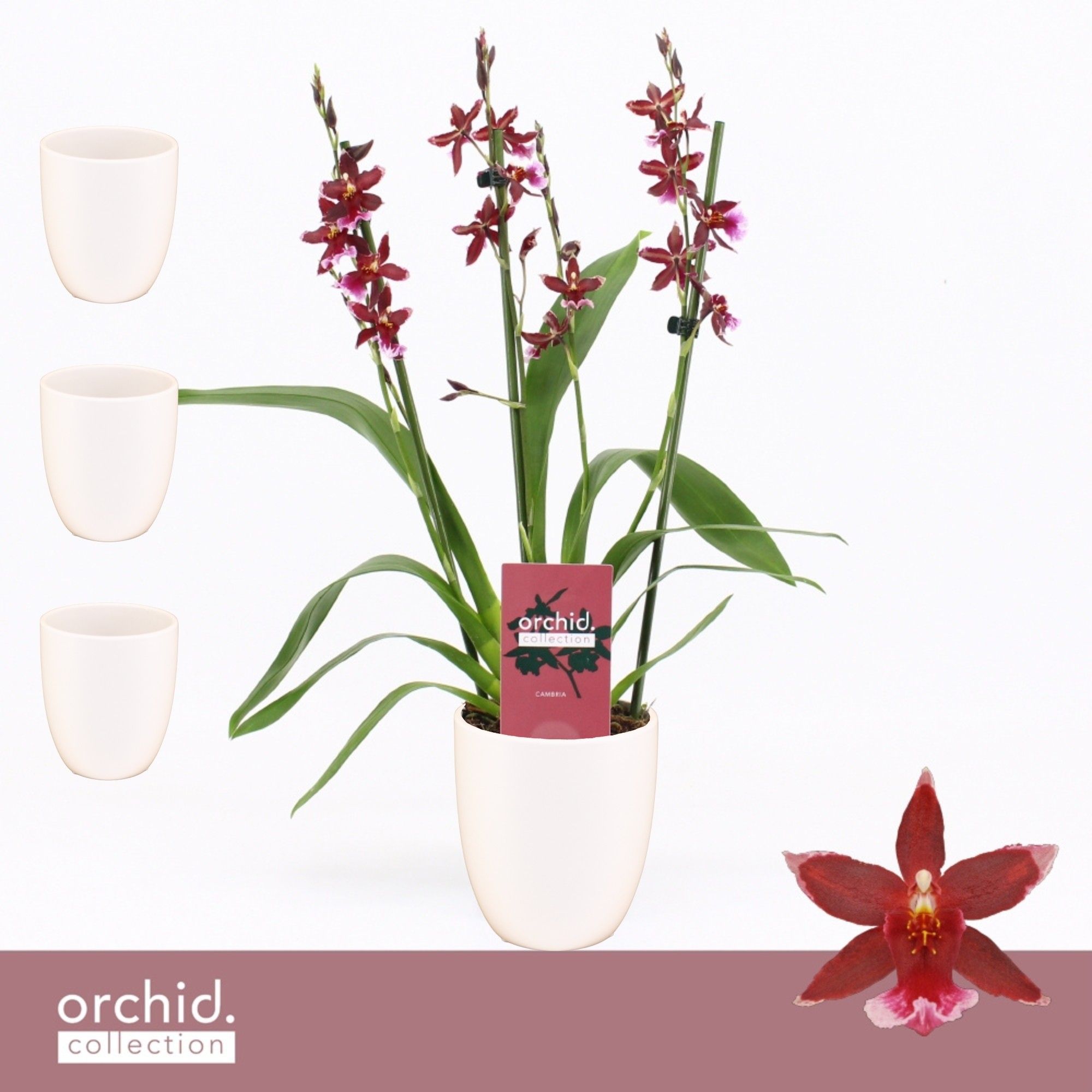 Barrocco Red, 3/4-spike Compact in Lotte White 'Orchid Collection', D 12