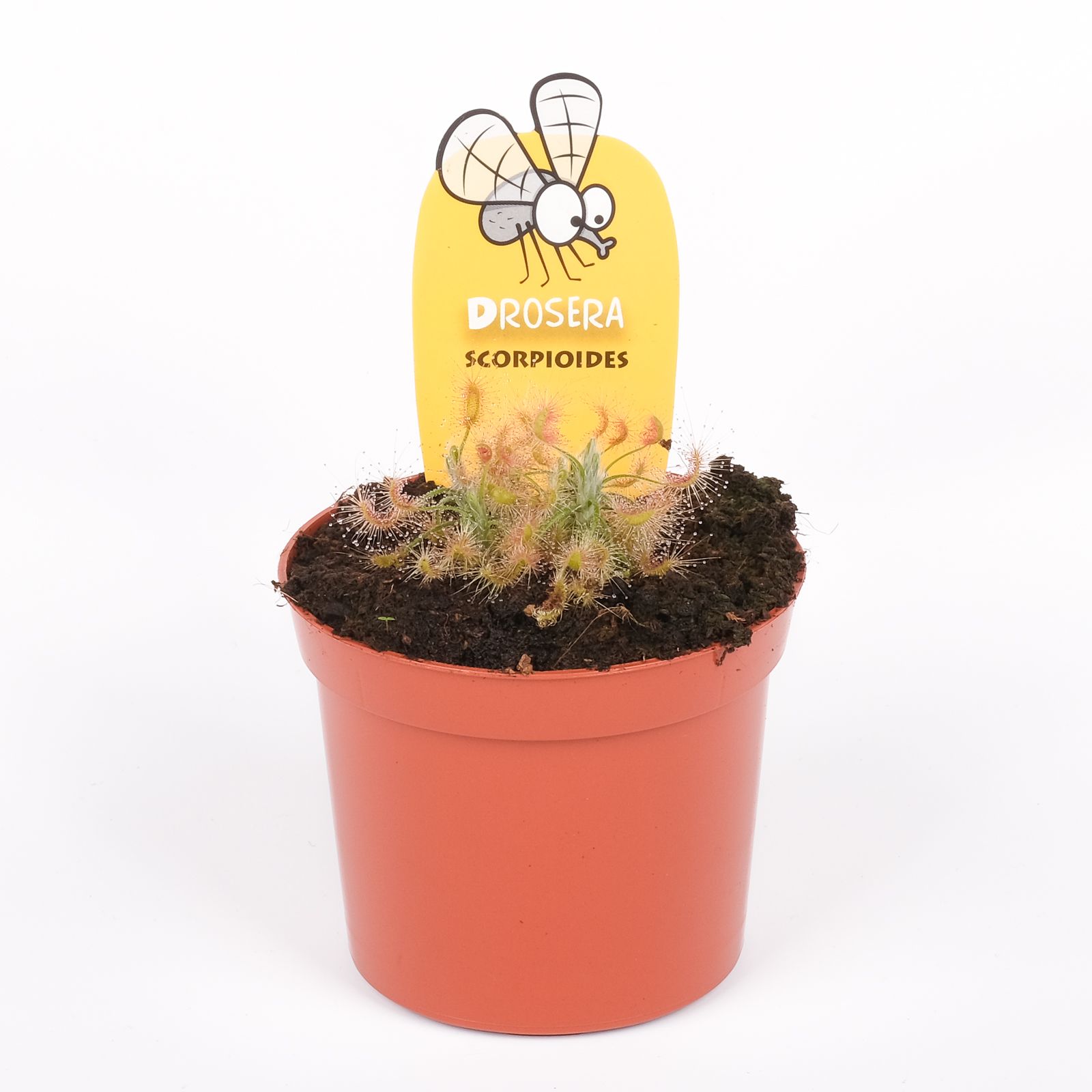 Drosera scorpioides, D 8,5 cm Drosera scorpioides, D 8,5 cm