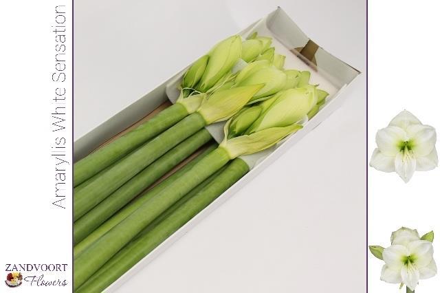 Амарилис Вайт Сенсейшн (бел.) x10, шт.