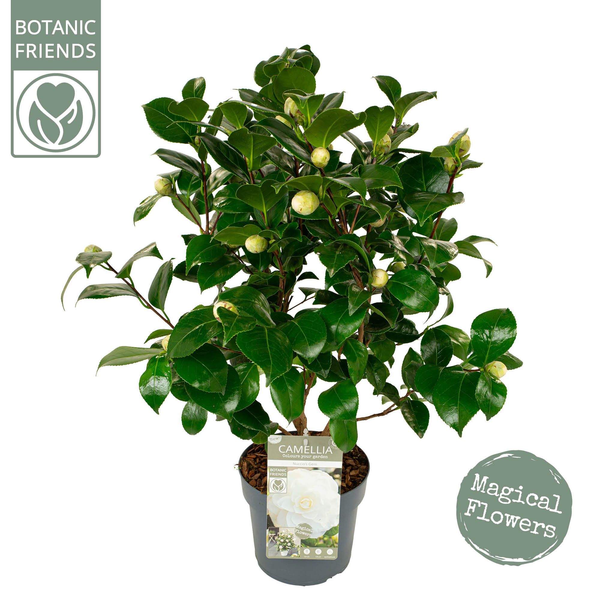 Camellia jap. 'Nuccio's Gem' Premium, D 19