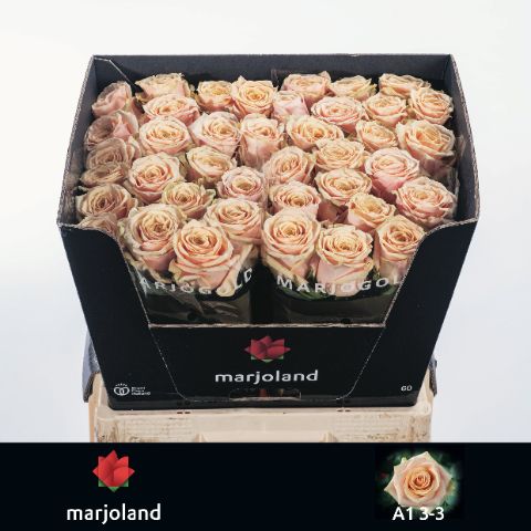 Роза од. Беллини! 60, шт.