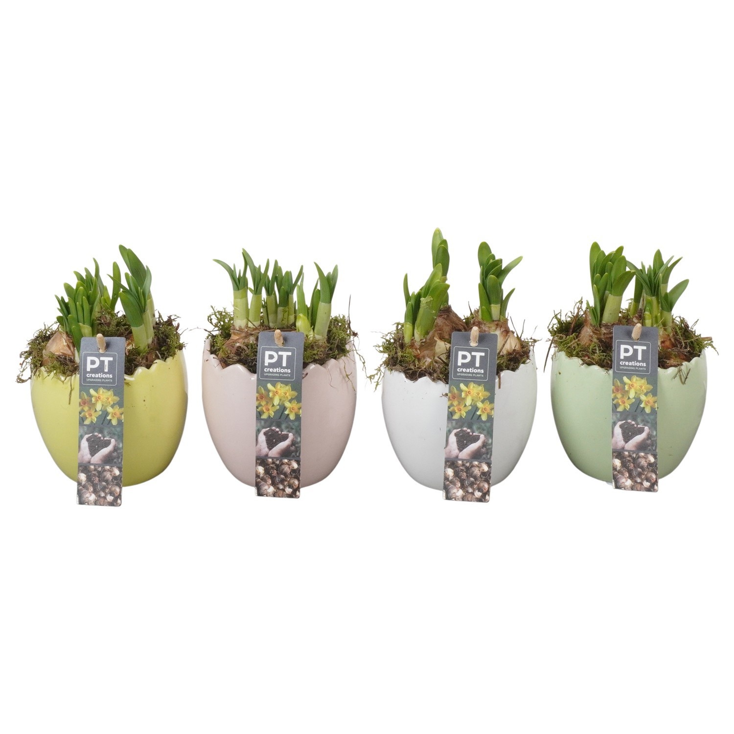 PTNP4499 Arrangement Narcissus Easter in keramiek ei, D 11