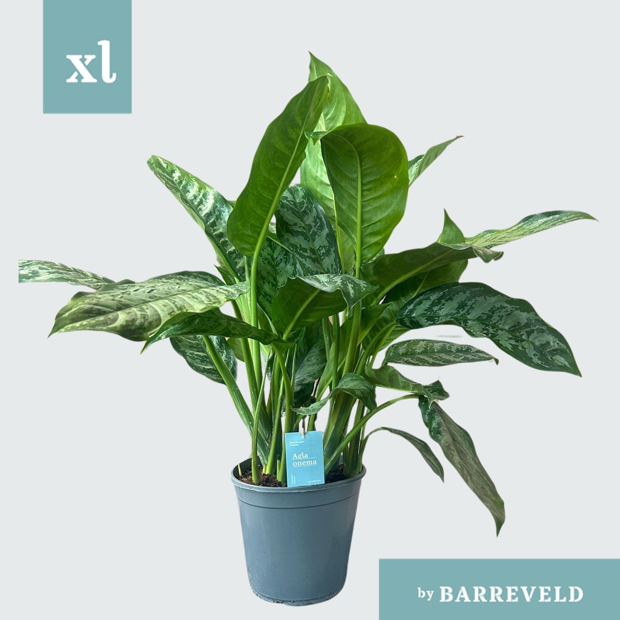 Green Agla 'Chantal' (Aglaonema), D 24