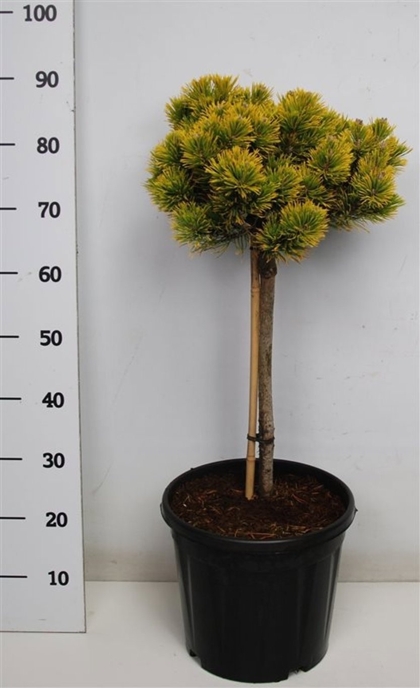 Pinus mugo 'Carsten's Wintergold', D 32