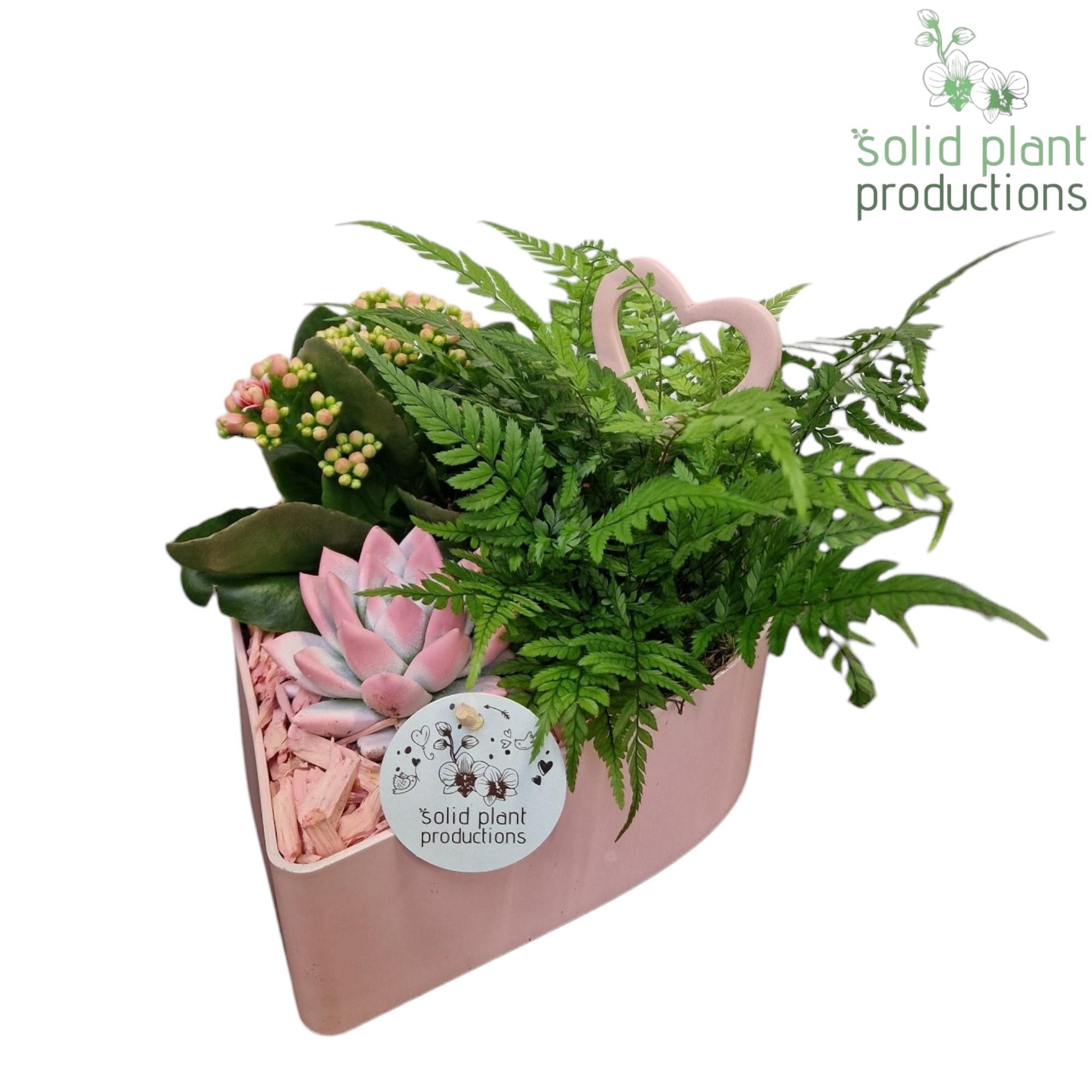 VE028 Hart Pink 3PP, D 22