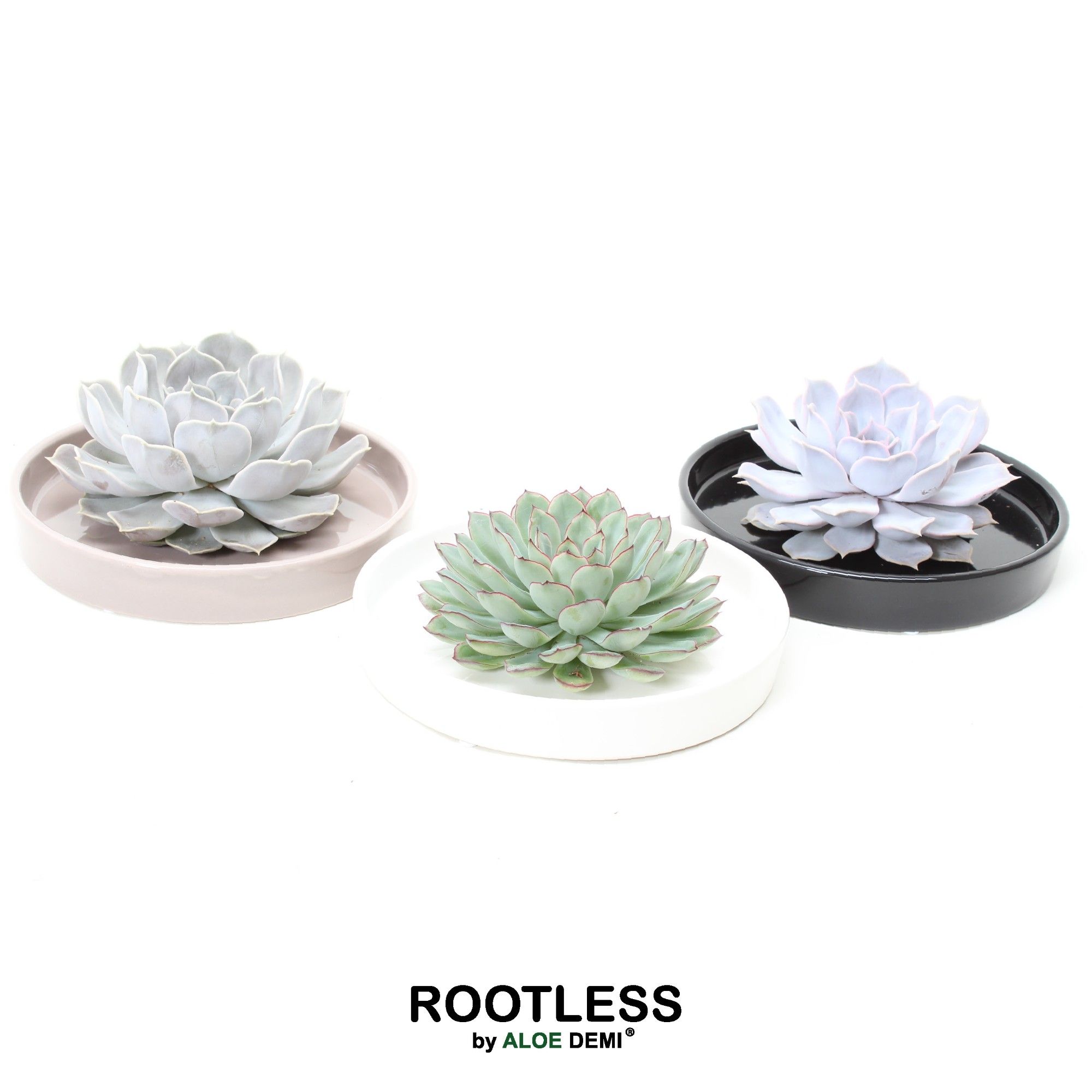 ROOTLESS Echeveria, Panda bowl, D 20 cm