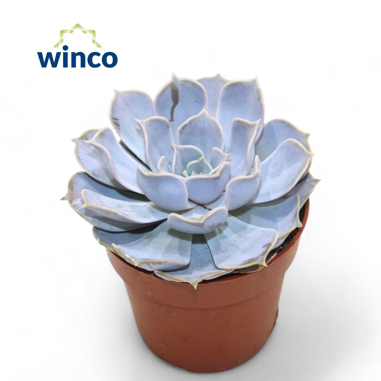 Echeveria Rinionii, D 8,5