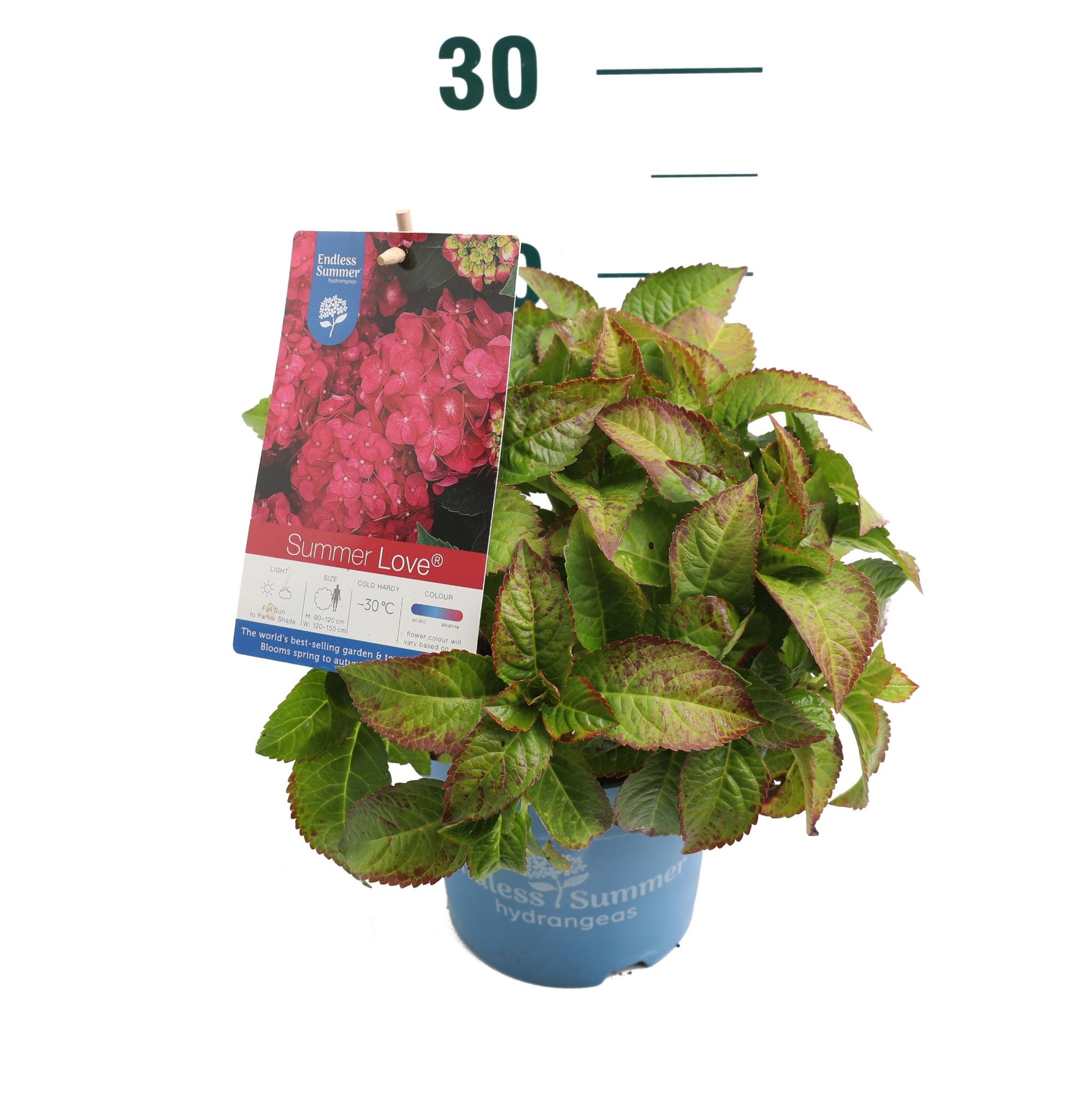 Hydrangea 'Summer Love Red' - P14 - Endless Summer, D 14 cm