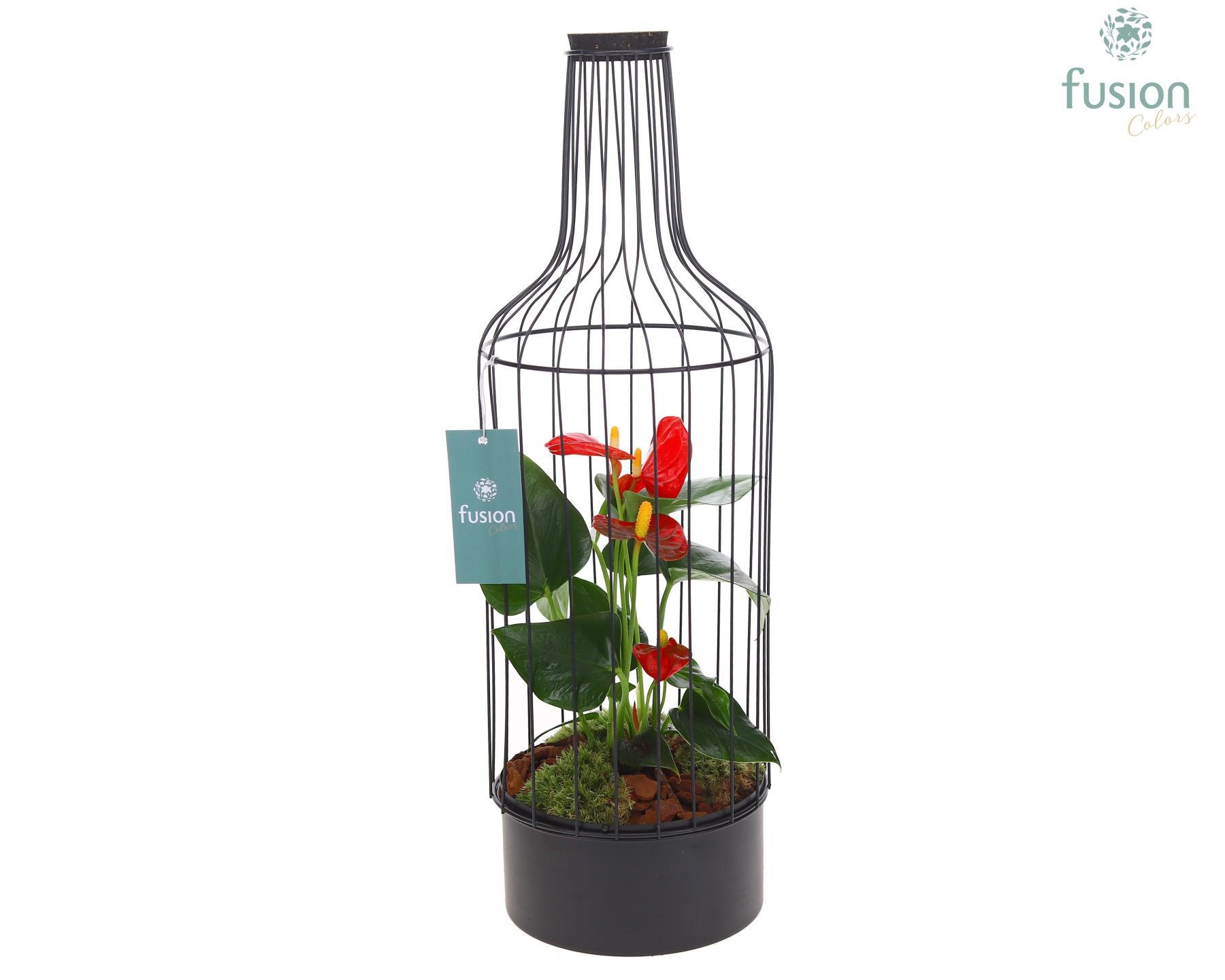 Metaal fles zwart Large met Anthurium, D 17